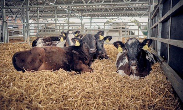Group of calves lying on a straw bed in a group pen